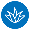 Aloe Vera Plant icon