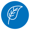 Birch leaf icon