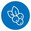 Blueberry icon