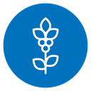 Coffee plant icon