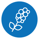 Coffee plant icon