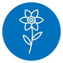 Daffodil icon