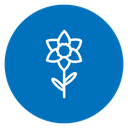 Daffodil Flower icon