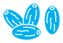 Date fruit icon
