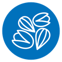 Dry fruit icon