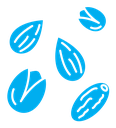 Dry fruit icon