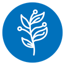 Golden Wattle icon