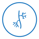 Human artery icon