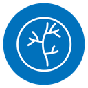 Human artery icon