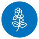 Hydrangea Flower icon