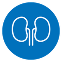Kidney icon