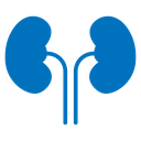 Kidney icon