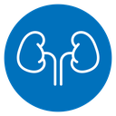 Kidneys icon