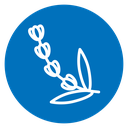 Lavender icon