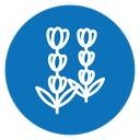Lavender Color Filled icon