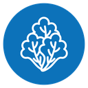 Lettuce icon