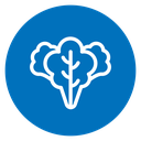 Lettuce 2 icon