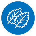 Mint icon