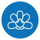 Moth orchid 2 icon