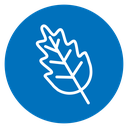 Oak leaf with veins icon