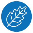Oak leaf with veins icon