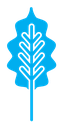 Oak leaf with veins icon