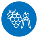 Pruning grape icon