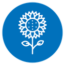 Sunflower 2 icon