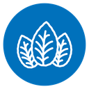 Tobacco leaves icon