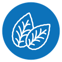 Tobacco leaves icon