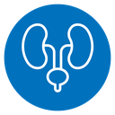 Urology icon