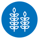 Wheat grain icon