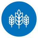 Wheat Grain Color Filled icon