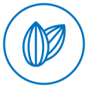 Almond icon