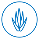 Aloe vera icon