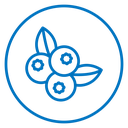 Blueberries icon