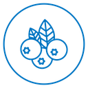 Blueberry icon