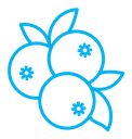 Blueberry icon (2) icon