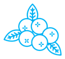 Blueberry icon