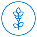 Coffee plant icon