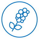 Coffee plant icon