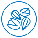 Dry fruit icon