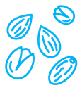 Dry fruit icon