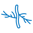 Human artery icon