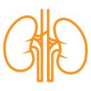 Human kidneys icon