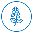 Hydrangea Flower icon