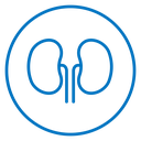 Kidney icon