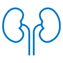 Kidney icon