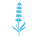 Lavender icon