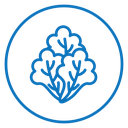 Lettuce icon